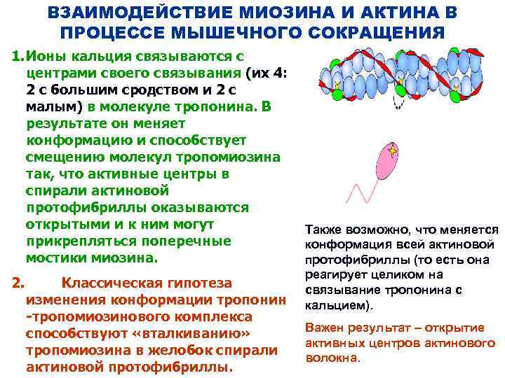 ВЗАИМОДЕЙСТВИЕ МИОЗИНА И АКТИНА В ПРОЦЕССЕ МЫШЕЧНОГО СОКРАЩЕНИЯ 1. Ионы кальция связываются с центрами