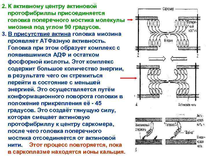 2. К активному центру актиновой протофибриллы присоединяется головка поперечного мостика молекулы миозина под углом