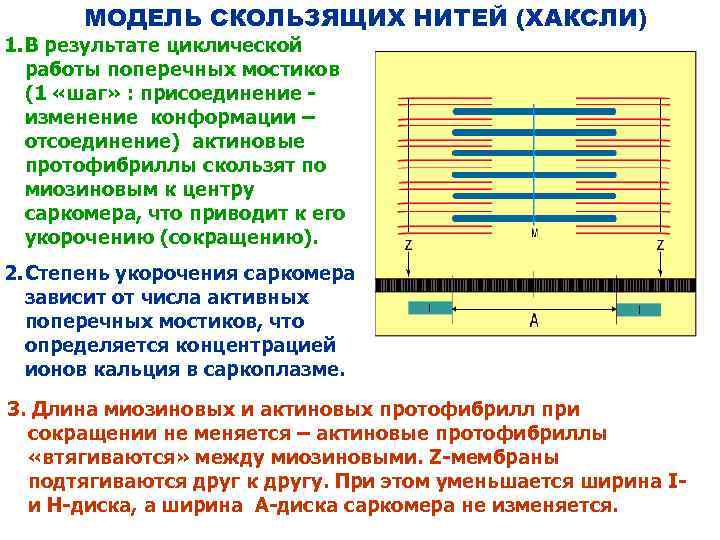 МОДЕЛЬ СКОЛЬЗЯЩИХ НИТЕЙ (ХАКСЛИ) 1. В результате циклической работы поперечных мостиков (1 «шаг» :