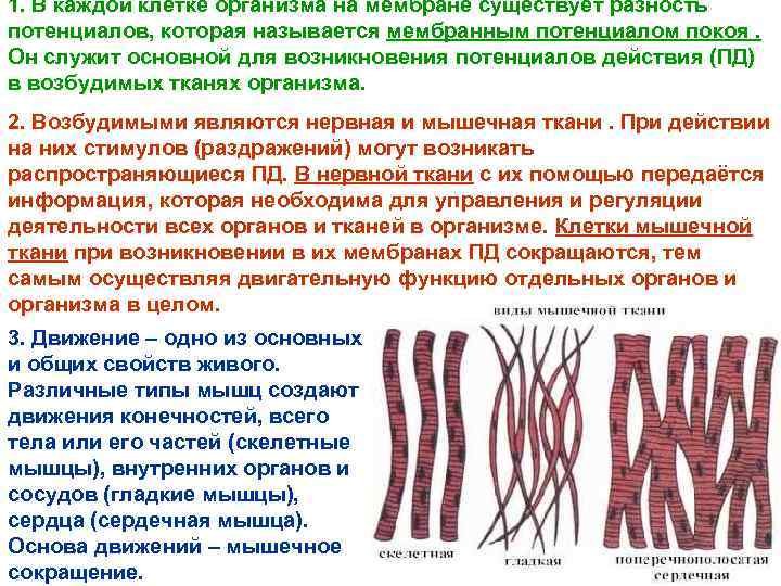 1. В каждой клетке организма на мембране существует разность потенциалов, которая называется мембранным потенциалом