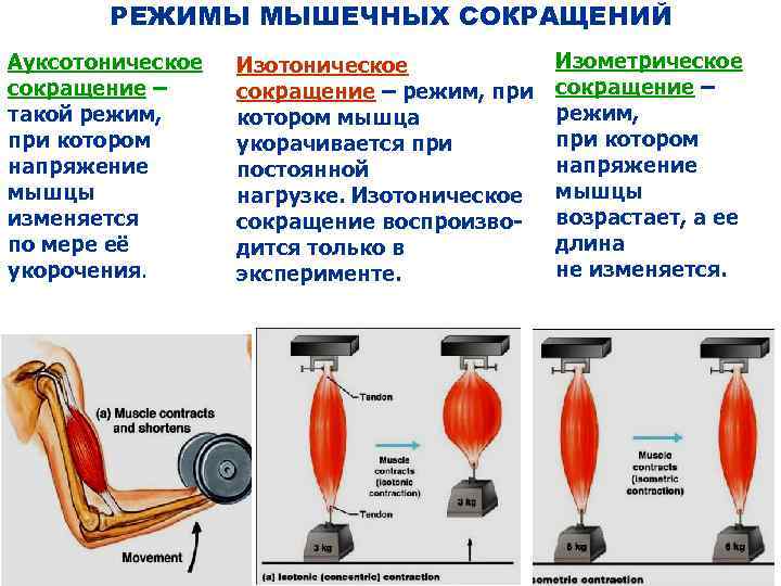 РЕЖИМЫ МЫШЕЧНЫХ СОКРАЩЕНИЙ Ауксотоническое сокращение – такой режим, при котором напряжение мышцы изменяется по