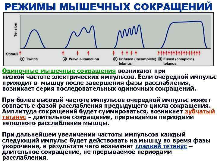 РЕЖИМЫ МЫШЕЧНЫХ СОКРАЩЕНИЙ Одиночные мышечные сокращения возникают при низкой частоте электрических импульсов. Если очередной