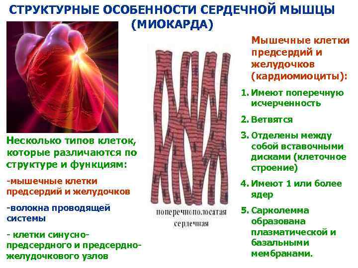 СТРУКТУРНЫЕ ОСОБЕННОСТИ СЕРДЕЧНОЙ МЫШЦЫ (МИОКАРДА) Мышечные клетки предсердий и желудочков (кардиомиоциты): 1. Имеют поперечную