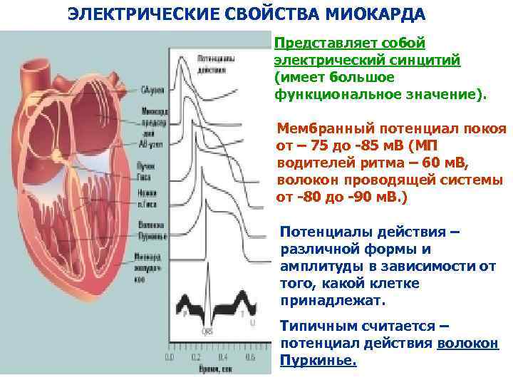 ЭЛЕКТРИЧЕСКИЕ СВОЙСТВА МИОКАРДА Представляет собой электрический синцитий (имеет большое функциональное значение). Мембранный потенциал покоя