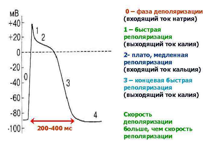 Выходящий ток. Реполяризация фаза возбудимости. Фаза деполяризации потенциала действия обусловлена. Деполяризация фаза плато. Потенциал действия деполяризация реполяризация.