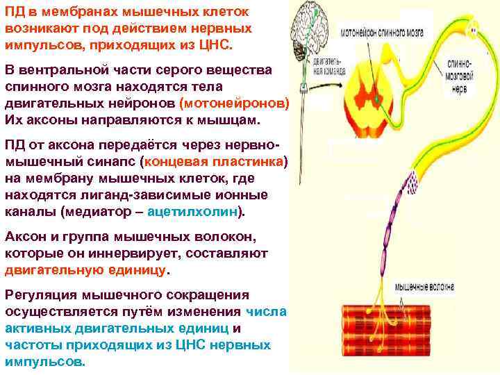 ПД в мембранах мышечных клеток возникают под действием нервных импульсов, приходящих из ЦНС. В