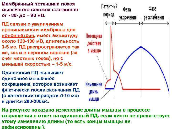 Мембранный потенциал покоя мышечного волокна составляет от - 80 - до – 90 м.