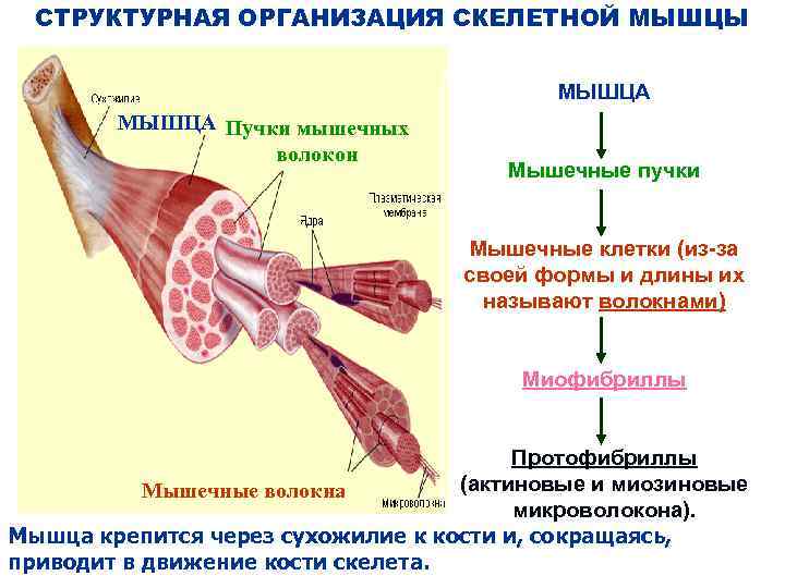 СТРУКТУРНАЯ ОРГАНИЗАЦИЯ СКЕЛЕТНОЙ МЫШЦЫ МЫШЦА Пучки мышечных волокон Мышечные пучки Мышечные клетки (из-за своей