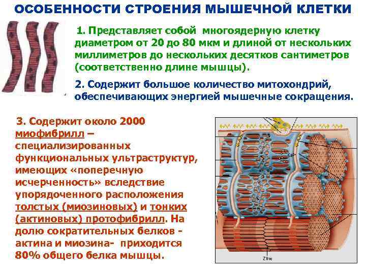 ОСОБЕННОСТИ СТРОЕНИЯ МЫШЕЧНОЙ КЛЕТКИ 1. Представляет собой многоядерную клетку диаметром от 20 до 80