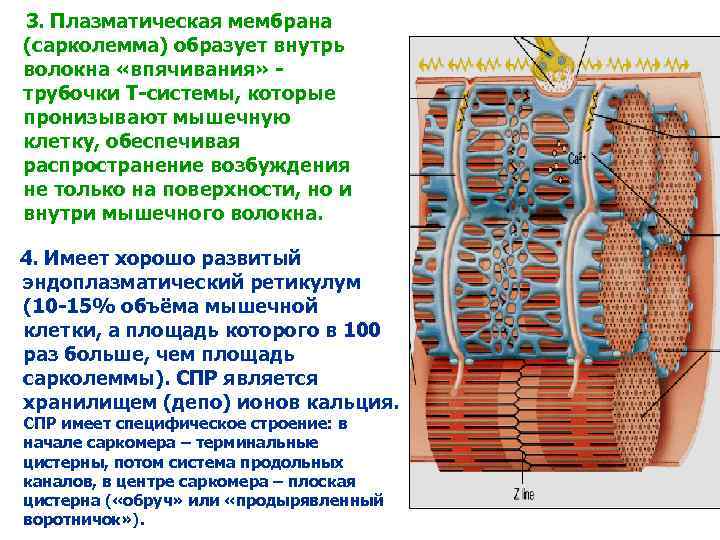 3. Плазматическая мембрана (сарколемма) образует внутрь волокна «впячивания» трубочки Т-системы, которые пронизывают мышечную клетку,