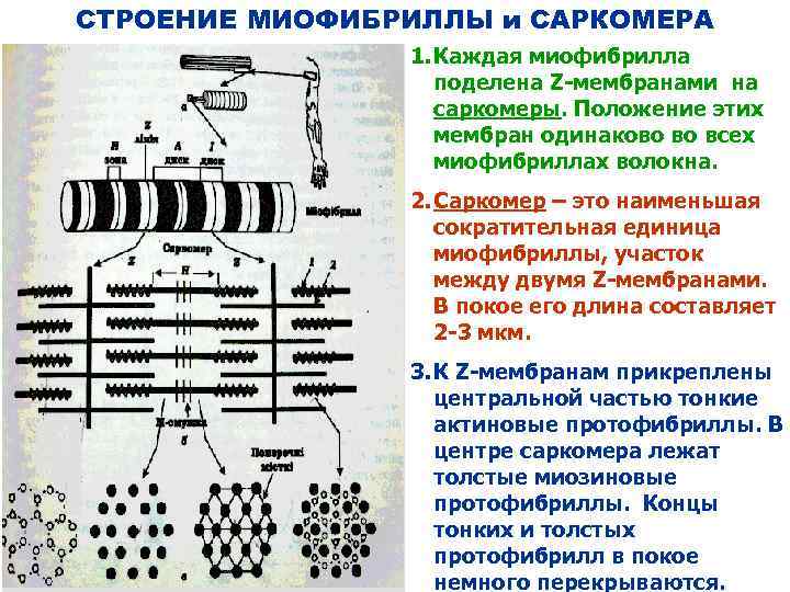 СТРОЕНИЕ МИОФИБРИЛЛЫ и САРКОМЕРА 1. Каждая миофибрилла поделена Z-мембранами на саркомеры. Положение этих мембран