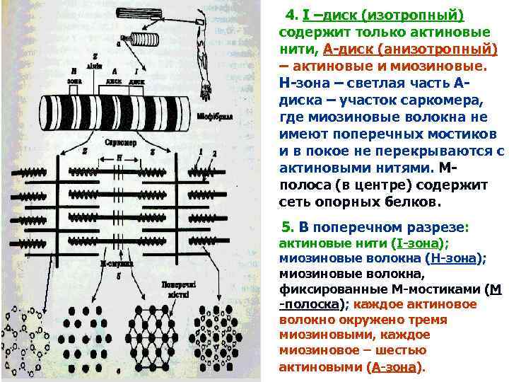 4. І –диск (изотропный) содержит только актиновые нити, А-диск (анизотропный) – актиновые и миозиновые.