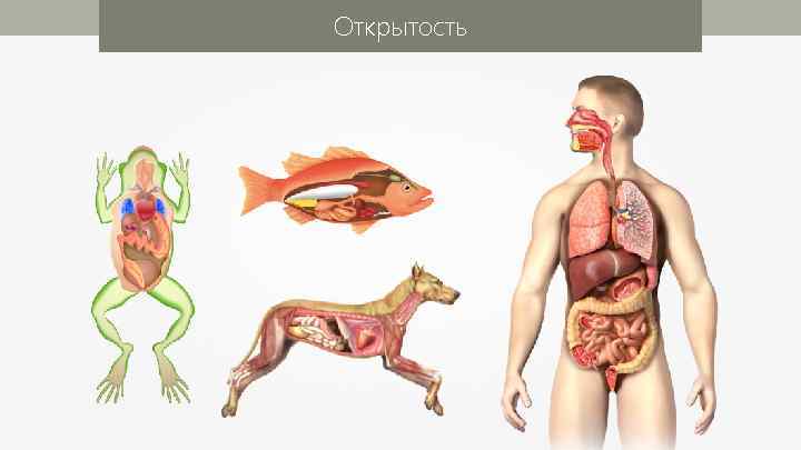 Открытость 