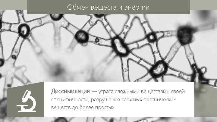 Обмен веществ и энергии Диссимиляция — утрата сложными веществами своей специфичности, разрушение сложных органических