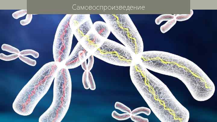 Самовоспроизведение 