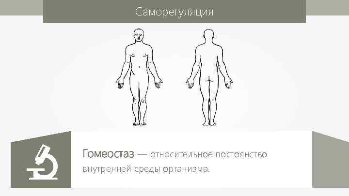 Саморегуляция Гомеостаз — относительное постоянство внутренней среды организма. 