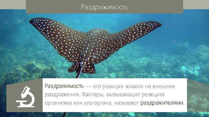 Раздражимость — это реакция живого на внешние раздражения. Факторы, вызывающие реакцию организма или его