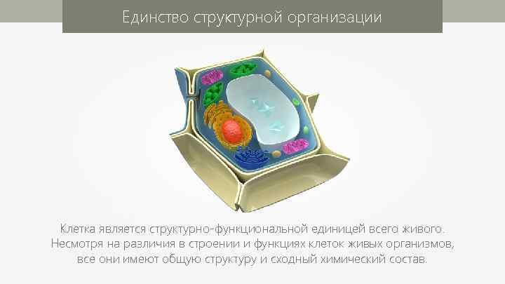 Единство структурной организации Клетка является структурно-функциональной единицей всего живого. Несмотря на различия в строении