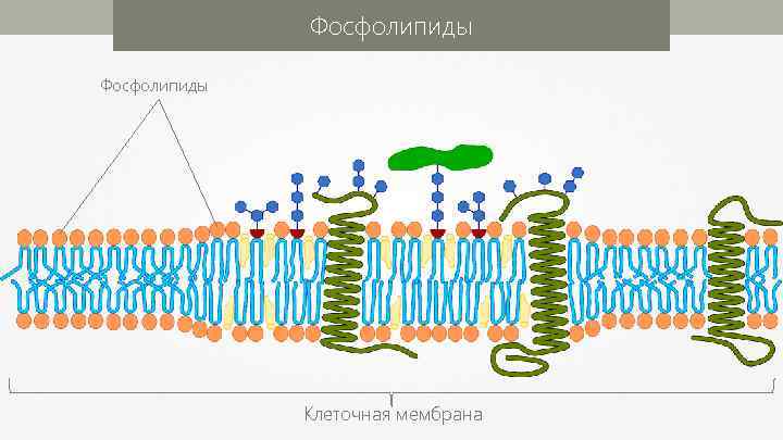 Фосфолипиды Клеточная мембрана 