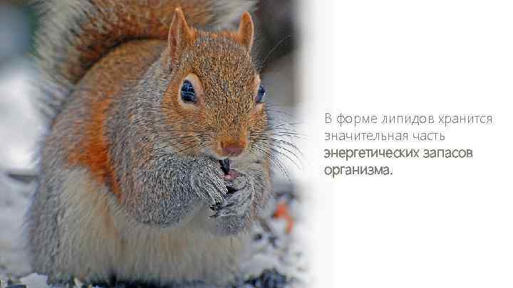 В форме липидов хранится значительная часть энергетических запасов организма. 