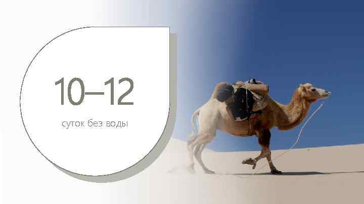 Липиды являются также источником образования метаболической суток без воды. 10– 12 