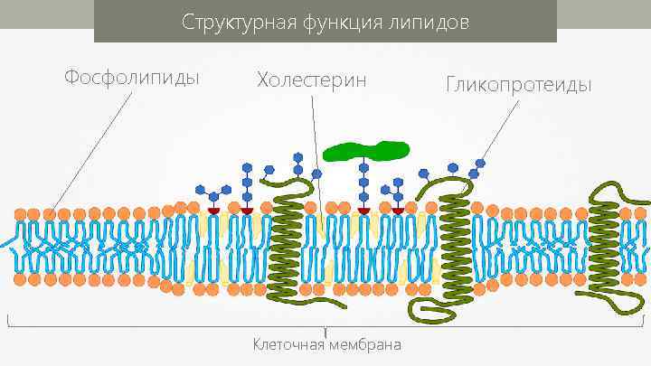 Структурная функция липидов Фосфолипиды Холестерин Клеточная мембрана Гликопротеиды 