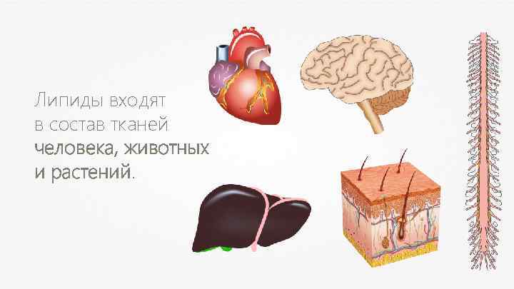 Липиды входят в состав тканей человека, животных и растений. 