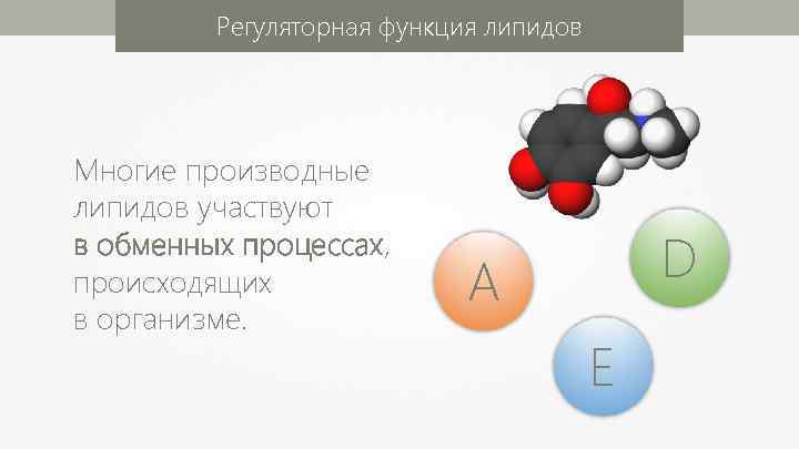 Регуляторная функция липидов Многие производные липидов участвуют в обменных процессах, происходящих в организме. D