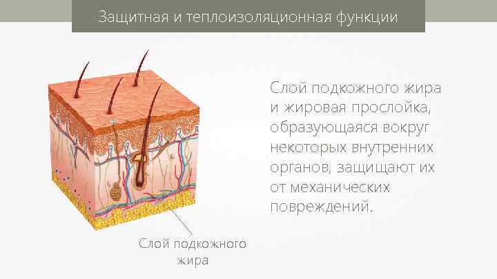 Защитная и теплоизоляционная функции Слой подкожного жира и жировая прослойка, образующаяся вокруг некоторых внутренних