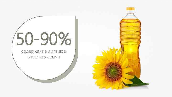 50 -90% 2 -3% содержание липидов в разных клетках в клетках семян 