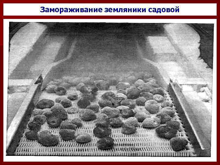 Замораживание земляники садовой 