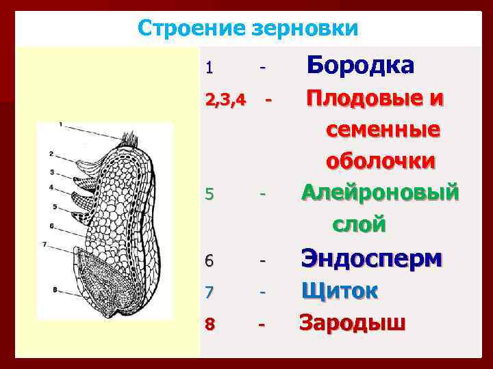 Строение зерновки 1 2, 3, 4 - Бородка Плодовые и семенные оболочки Алейроновый слой