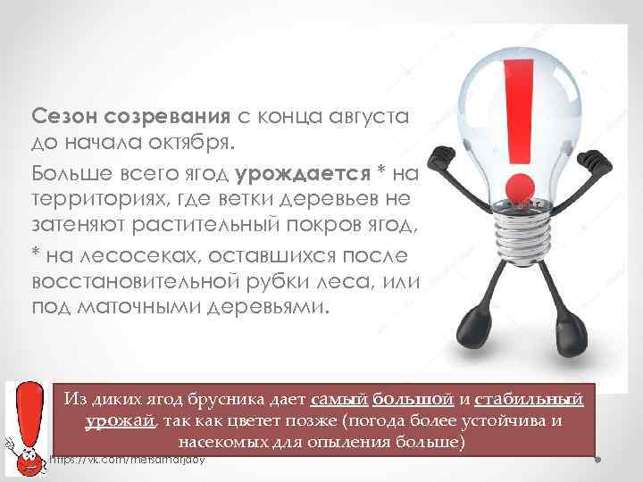 Сезон созревания с конца августа до начала октября. Больше всего ягод урождается * на