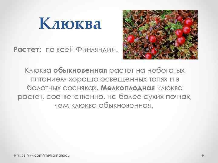 Клюква Растет: по всей Финляндии. Клюква обыкновенная растет на небогатых питанием хорошо освещенных топях