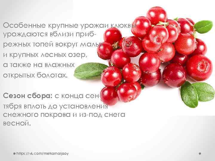 Особенные крупные урожаи клюквы урождаются вблизи прибрежных топей вокруг малых и крупных лесных озер,