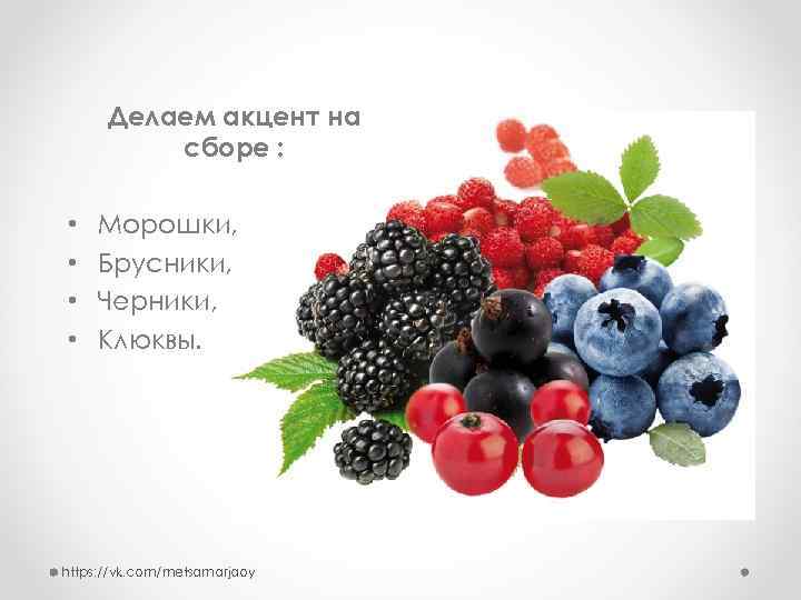 Делаем акцент на сборе : • • Морошки, Брусники, Черники, Клюквы. https: //vk. com/metsamarjaoy