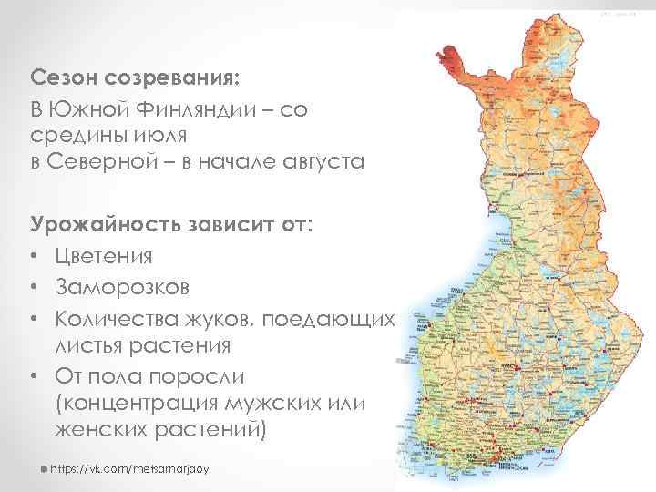 Сезон созревания: В Южной Финляндии – со средины июля в Северной – в начале