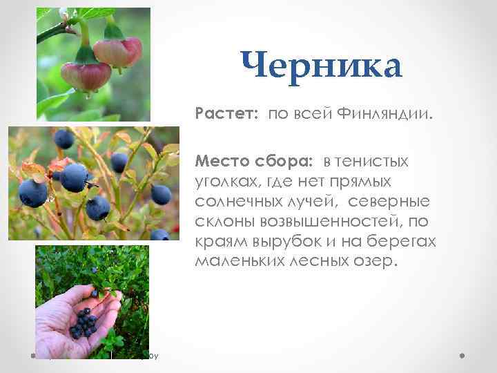 Черника Растет: по всей Финляндии. Место сбора: в тенистых уголках, где нет прямых солнечных