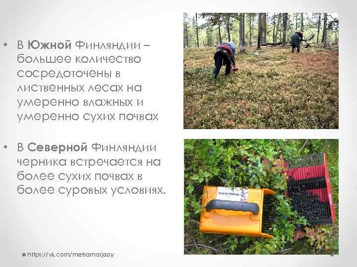  • В Южной Финляндии – большее количество сосредоточены в лиственных лесах на умеренно