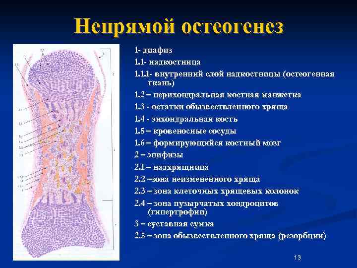 Что такое остеогенез