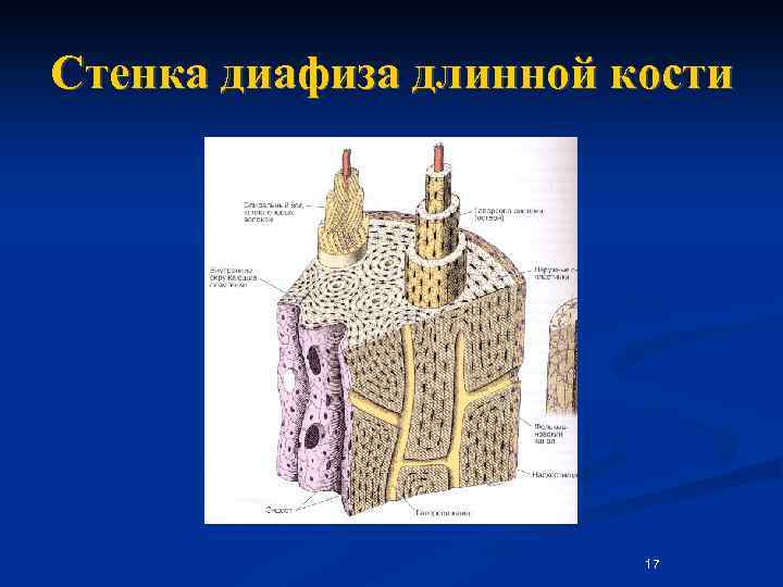 Стенка диафиза длинной кости 17 