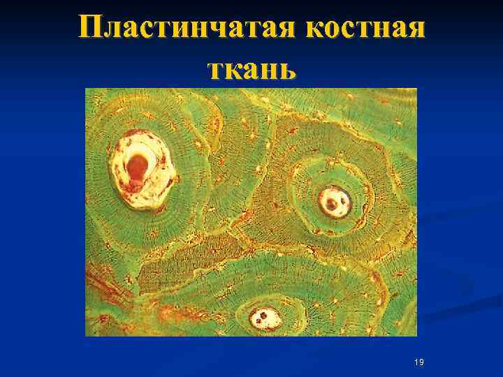 Пластинчатая костная ткань 19 
