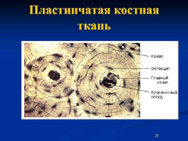 Презентация костная ткань гистология