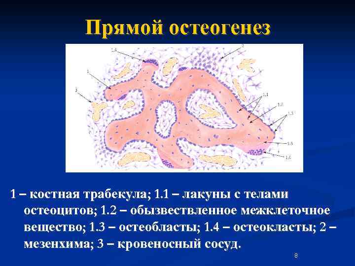 Что такое остеогенез