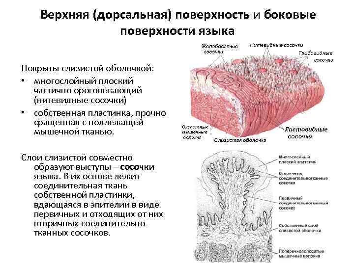 Многослойный плоский эпителий пищевода