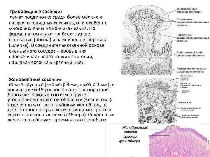 Грибовидные сосочки: лежат поодиночке среди более мелких и низких нитевидных сосочков, они особенно многочисленны