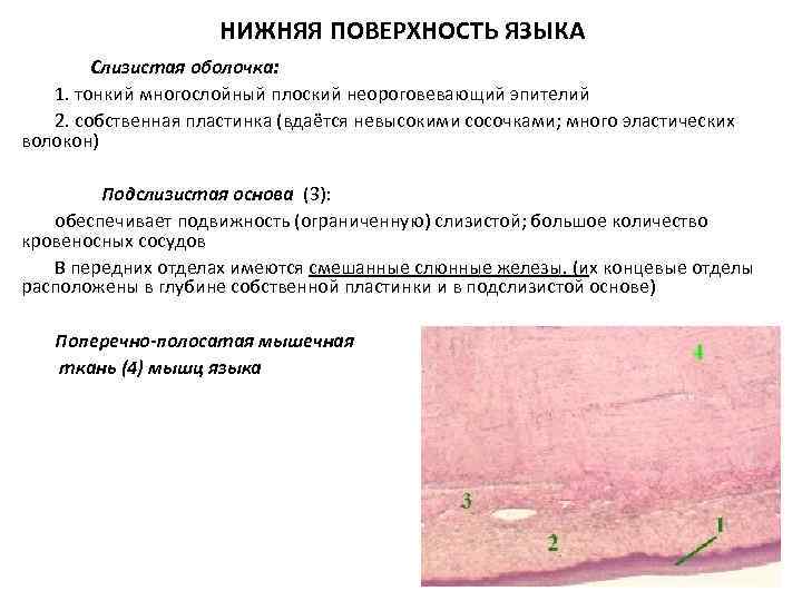 НИЖНЯЯ ПОВЕРХНОСТЬ ЯЗЫКА Слизистая оболочка: 1. тонкий многослойный плоский неороговевающий эпителий 2. собственная пластинка