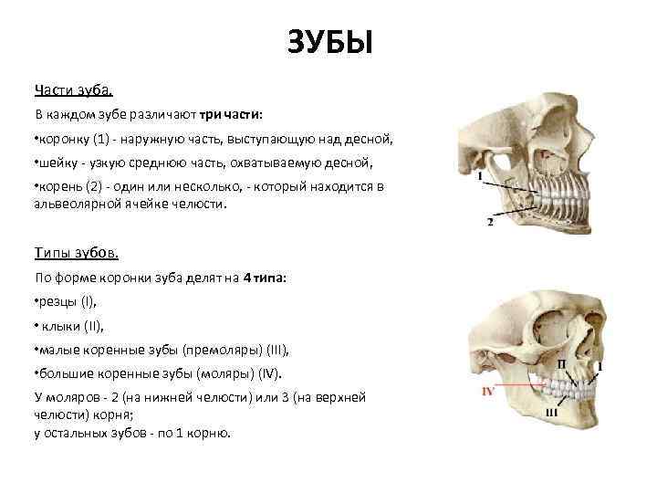 ЗУБЫ Части зуба. В каждом зубе различают три части: • коронку (1) - наружную