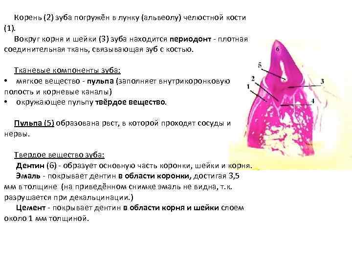 Корень (2) зуба погружён в лунку (альвеолу) челюстной кости (1). Вокруг корня и шейки