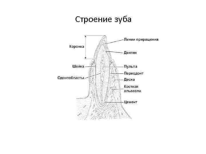 Строение зуба 